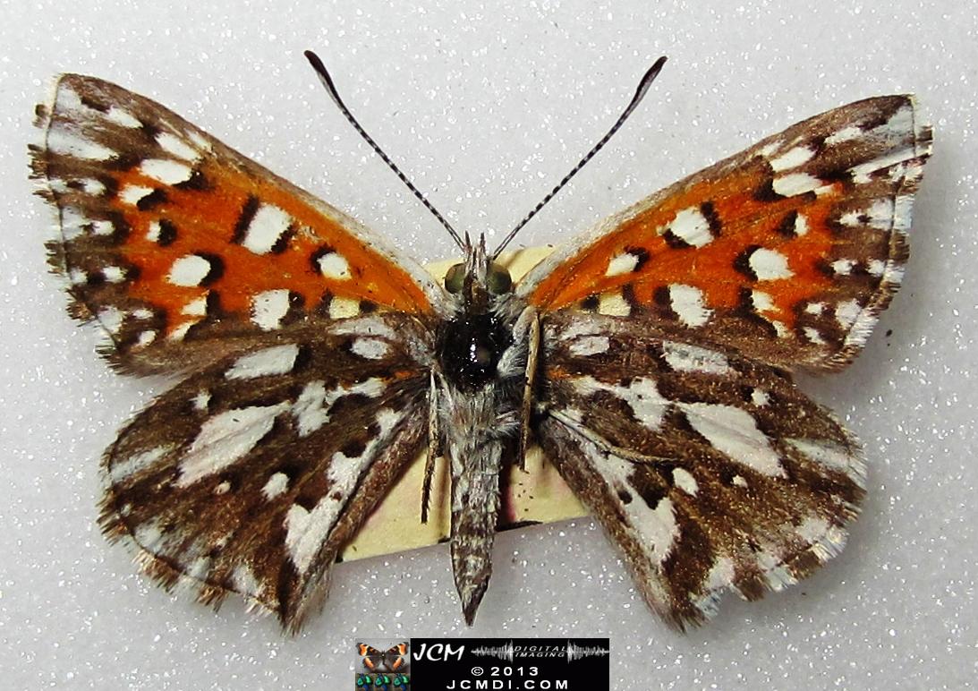 Apodemia mormo virguilti (Behr's Metalmark) images
